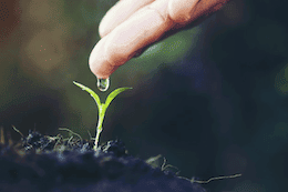 A detailed image of a person's finger poised to water a budding green plant, representing the organic grocery products from India that the website provides, set against a softly blurred backdrop for focus.